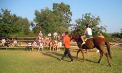 Horses